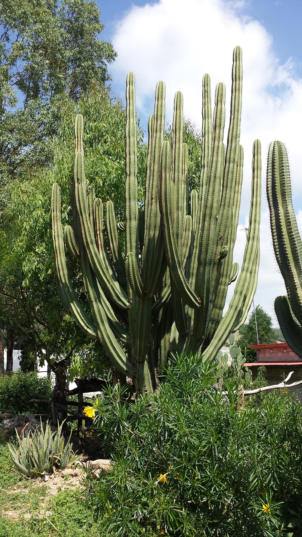 Querétaro